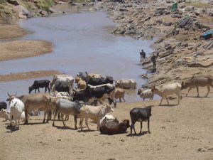 animales bebiendo agua en laguna en africa