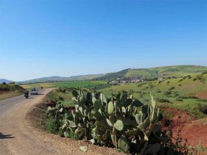 cactus en el desierto