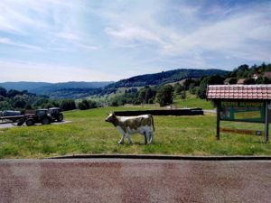 vaca y un tractor en paisaje en europa