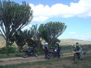 motos junto a la sombra de unos arboles