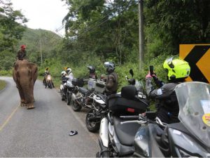 elefante en carretera tailandesa