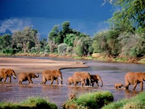 Elefantes en lago africano