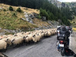 ovejas en camino europeo
