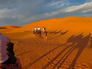 camellos atravesando el desierto del sahara